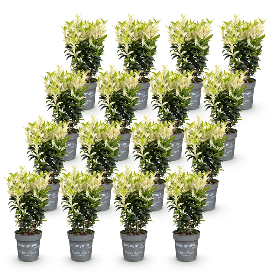 Euonymus japonica Paloma Blanca — Kardinaalsmutshaag, 16 stuks, 20-30 cm