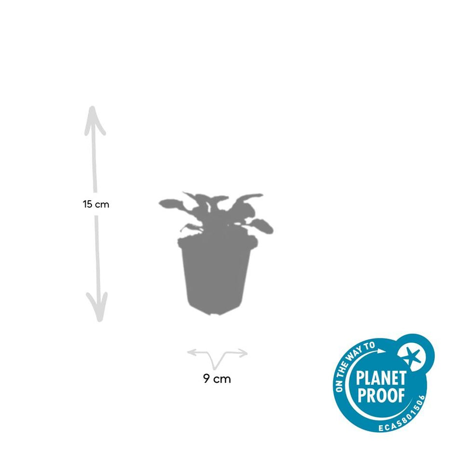 Ajuga reptans 'Catlin's Giant' – 60 planten · pot Ø9 cm · 10-25 cm hoog (foto 4)