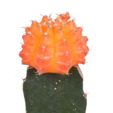 Euphorbia meloformis variegata - Gymnocalycium mix - 5,5cm - 3x