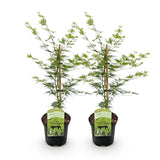Green boutiQ - Terrasplant - Japanse Esdoorn - Acer palmatum Emerald Lace - Groen - 2 Planten - Bladverliezend - Pot 19cm Hoogte 70cm