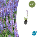 6x Salvia nem. 'Caradonna' - ↕10-25cm - Ø9cm