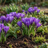 240x Crocus Blue - Blauwe krokus - Blauw - Verwilderingsbol - Bolmaat 7/8
