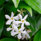 Trachelospermum jasminoides 'Star of Venice'23cm