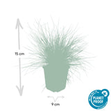 48x Festuca glauca 'Elijah Bleu' - ↕10-25cm - Ø9cm