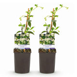 Green boutiQ - Toscaanse jasmijn - Trachelospermum jasminoides - Bloem Wit - Groenblijvend- 2 planten - Pot 11cm Hoogte 40cm