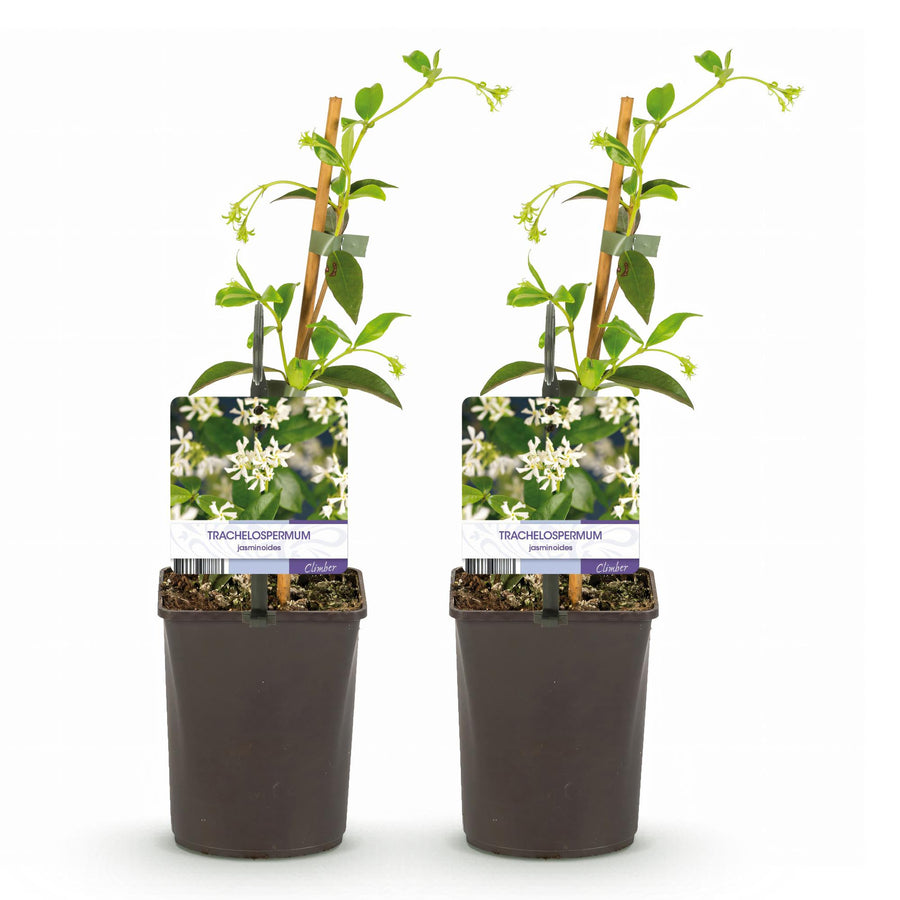 Trachelospermum jasminoides – 2 planten · 40 cm hoog (foto 2)