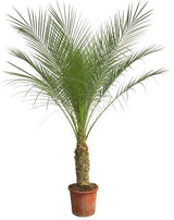 Phoenix Roebelenii op stam - 190cm - 190cm
