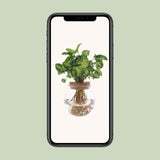 Syngonium Pixie - Ø12cm - ↕30cm