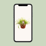 Drosera Capensis - Ø12cm - ↕17cm