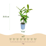 Green boutiQ - 24x Prunus laur. Novita - Laurierkers - Haagplanten - Groenblijvend - Groen - Pot 9cm - Hoogte 25-35cm