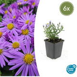6x Aster (D) 'Prof. Anton Kippenberg'- ↕10-25cm - Ø9cm