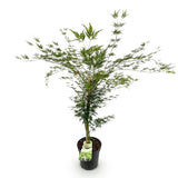 Green boutiQ - Tuinplant - Acer palmatum Emerald Lace - Japanse Esdoorn - Bladverliezend - Groen - 1 - Pot 26cm - Hoogte 90cm