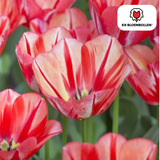 Tulpenbollen Spring Break — rood-oranje tulp, 20 stuks (maat 11/12)