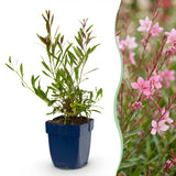 Green boutiQ - Vasteplant - Gaura lindh. Florgauros - Prachtkaars - Bijen- en vlinderlokkers - Roze - 12 Planten - Pot 11cm - Hoogte 15-25cm