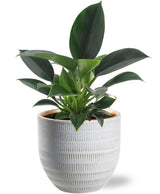 Philodendron Green Princess - Ø12cm - ↕25cm +Beau Pot D14x13cm - Wit