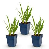 Green boutiQ - Vasteplant - Agapanthus africanus - Afrikaanse Lelie - Bijen en Vlinderlokkers - Blauw - 3 Planten - Pot 11cm - Hoogte 15-25cm