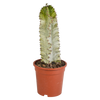 Euphorbia marmorata 17 cm