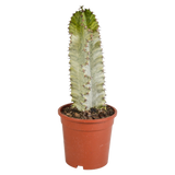 Euphorbia marmorata 17 cm