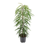 Ficus Binnendijkii Alii - Ø21cm - ↕80cm