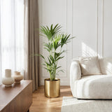 Green boutiQ - Kamerplant - Howea Forsteriana - Kentia Palm - Weinig Onderhoud - Groen - 1 plant - Pot 21cm - Hoogte 120-130cm