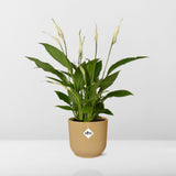 Spathiphyllum 12 Cm Torelliin ELHO Vibes Fold 14cm geel