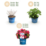 Green boutiQ - Tuinplant - Hydrangea Endles Summer Summer Love Red - Hortensia - Winterhard - Rood - 2 Planten - Pot 14cm - Hoogte 20-25cm