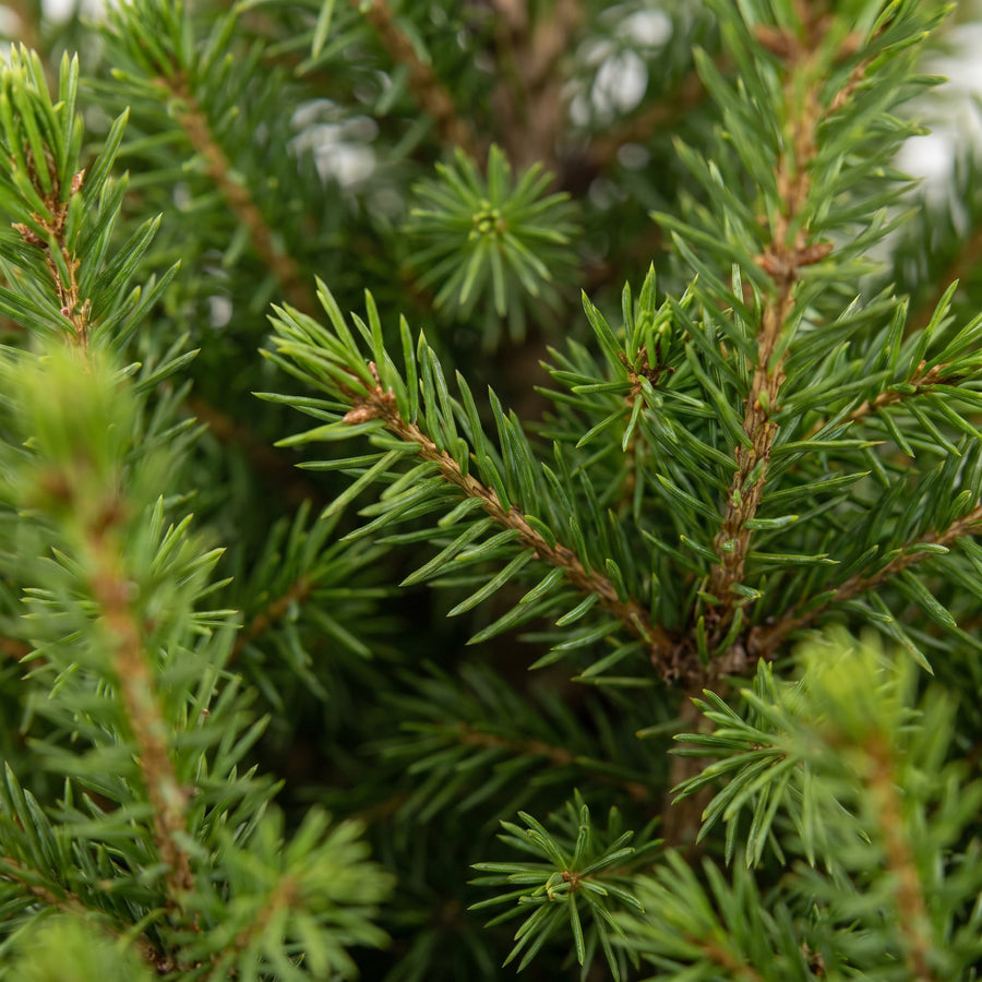 Set van 2 – Pot Ø19 cm · 65 cm hoog · Kegelspar kerstboom (foto 4)