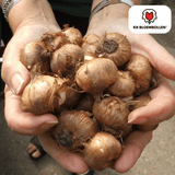 Krokusbollen paars — 30 stuks