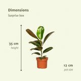 Verrassingsbox - Ø12cm - ↕25cm - x6