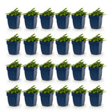 Green boutiQ - Vasteplant - Stachys off. Ukkie - Ezeloor - Rotsplanten - Roze - 24 Planten - Pot 11cm - Hoogte 15-25cm