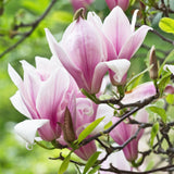 Green boutiQ - Tuinplant - Magnolia George Henry Kern - Bloem Roze - 1 Plant - Bladverliezend - Weinig Onderhoud - Pot 12cm Hoogte 30cm