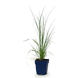 Green boutiQ - Grassen - Cortaderia sell. Pumila - Dwergpampasgras - Met Pluim - Grijs - 1 Plant - Pot 11cm - Hoogte 15-25cm