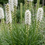 Green boutiQ - Vasteplant - Liatris spicata Alba - Lampenkruid - Bijen- en vlinderlokkers - Wit - 6 Planten - Pot 11cm - Hoogte 15-25cm