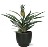 Bromelia Ananas - Ø12cm - ↕30cm + Potenza Pot D13x11cm - Zwart