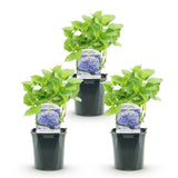 Green boutiQ - Hortensia - Hydrangea macrophylla Blauw - Bloem Blauw - 3 Planten - 1m2 - Bladverliezend - Weinig Onderhoud - Pot 17cm Hoogte 30cm