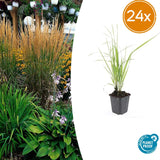 24x Calamagrostis acut. 'Karl Foerster'- ↕10-25cm - Ø9cm