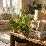 Green boutiQ - Kamerplant - Marantha Silverband, Marantha Lemon Lime Marantha Kerchoveana - Gebedsplant - Huisdiervriendelijke Plant - Groen - 3 Planten - met Mand - Pot 12cm - Hoogte 25cm