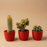 Cactussen set van 3 met rode mini-pot - Mix van levende cactussen - ↑ 8-12 cm