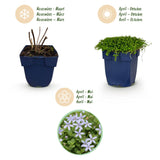 Green boutiQ - Vasteplant - Isotoma fluviatilis - Sterrenbloem - Rotsplanten - Licht Blauw - 24 Planten - Pot 11cm - Hoogte 15-25cm