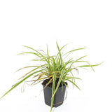24x Carex morrowii 'Aureovariegata'- ↕10-25cm - Ø9cm