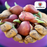 Tulpenbollen Dow Jones — rood-geel gestreept, 20 stuks (maat 11/12)