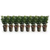 Green boutiQ - 8x Euonymus japonica Green Spire - Kardinaalsmuts - Haagplanten - Groenblijvend - Groen - Pot 9cm - Hoogte 20-25cm