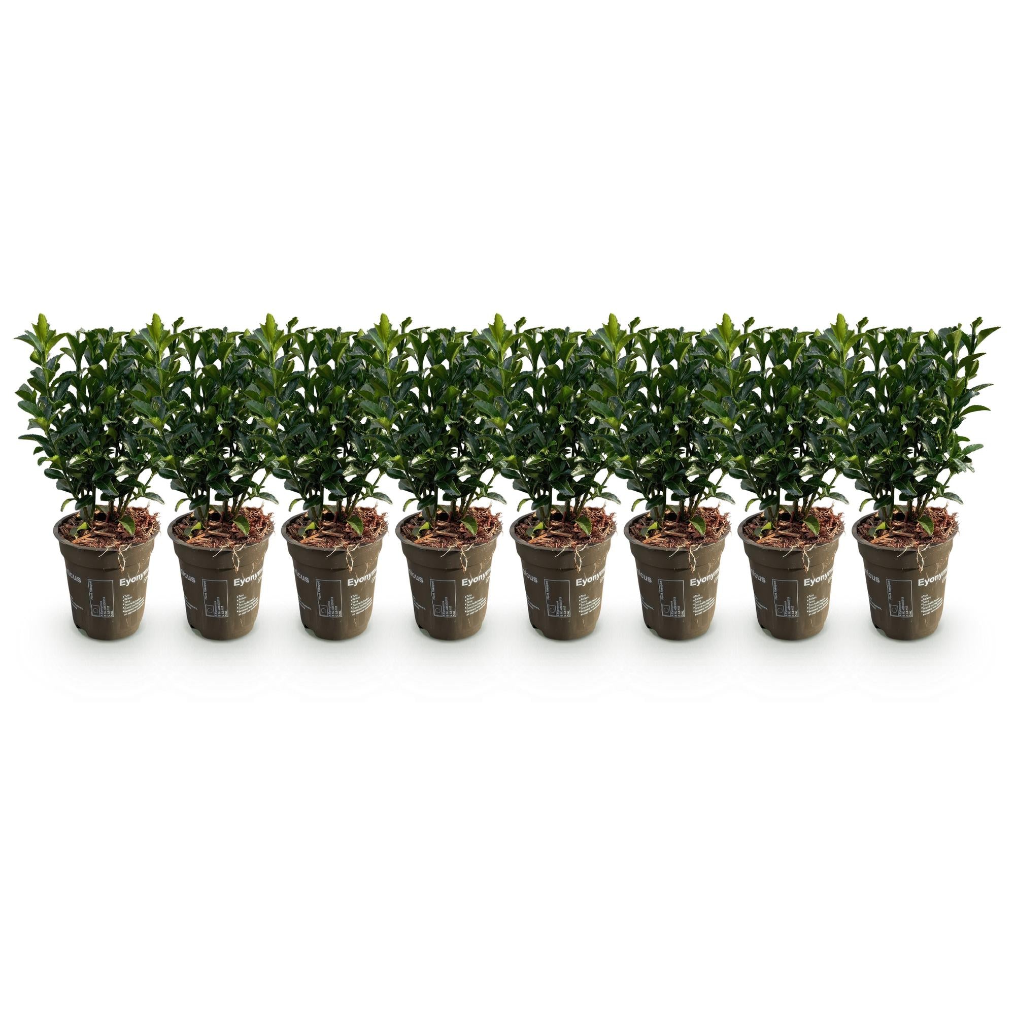 Green boutiQ - 8x Euonymus japonica Green Spire - Kardinaalsmuts - Haagplanten - Groenblijvend - Groen - Pot 9cm - Hoogte 20-25cm
