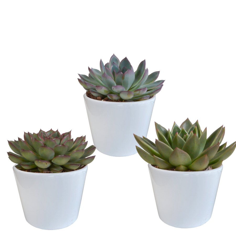Echeveria mix – 5 cm hoog