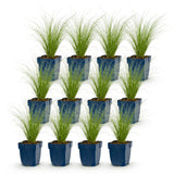 Green boutiQ - Grassen - Stipa tenuissima Ponytails - Vedergras - Groenblijvend - Groen - 12 Planten - Pot 11cm - Hoogte 15-25cm