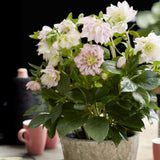 Green boutiQ - Tuinplant - Lenten Rose - Helleborus orientalis Double Ellen Pink - Roze Bloem -1 Plant - Groenblijvend - Pot 14cm Hoogte 35cm