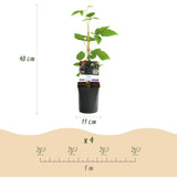 Green boutiQ - Fruitplant - Braam - Rubus Black Satin - Zwarte Braam - Doornloos - 2 planten -Pot 11cm Hoogte 40cm