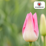 Tulpenbollen Dynasty — roze tulp, 20 stuks (maat 11/12)