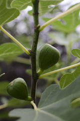 Ficus Gustissimo Perretta - Ø13 - ↨30cm