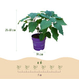 Green boutiQ - Tuinplant - Hydrangea arborescens FlowerWOW - Hortensia - Winterhard - Wit - 3 Planten - Pot 14cm - Hoogte Hoogte 20-30cm